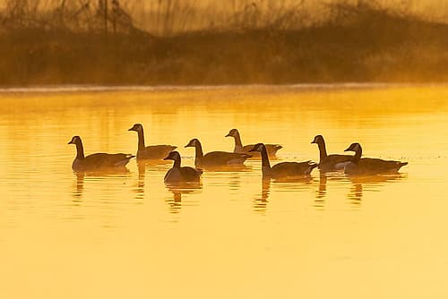 Canada Geese in wetland at sunrise in fog-Marion County-Illinois Art Print